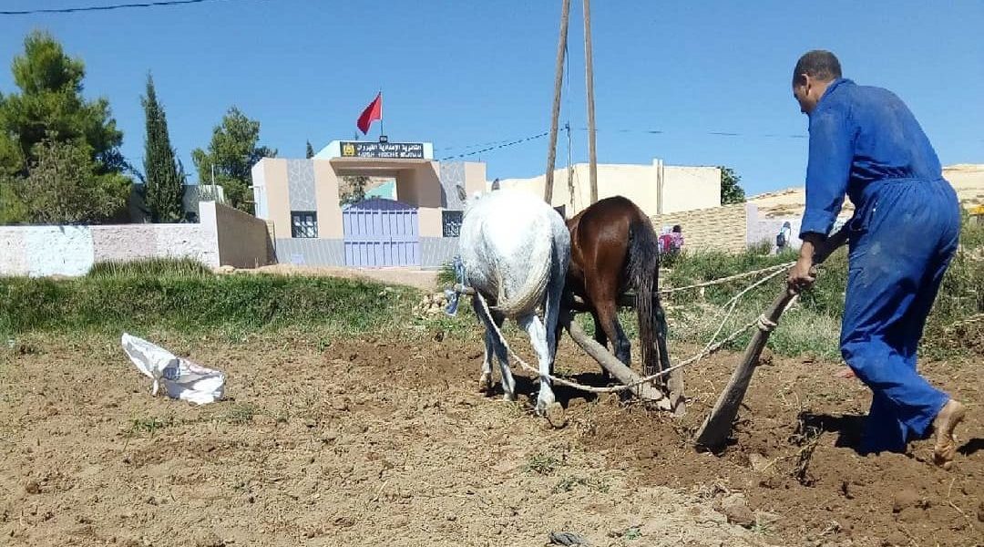 Voluntariado de Agricultura en Midelt